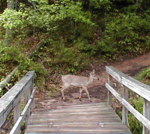 deer crossing