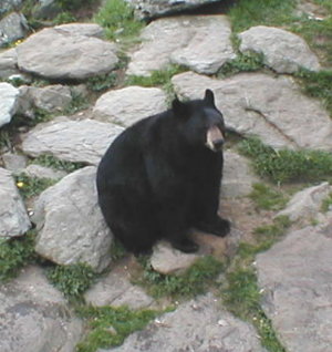 black bear