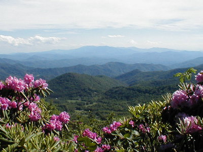 Roan Mountain Tennessee rhododendrons